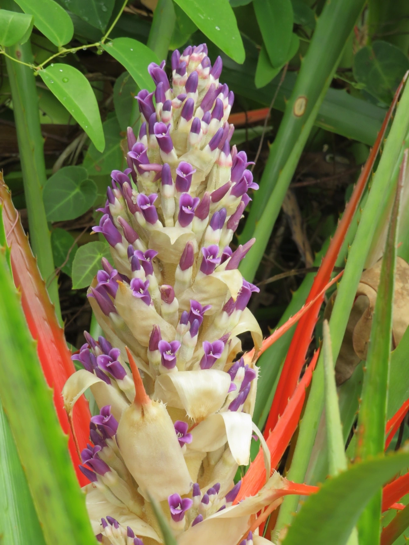 Caraguatá-do-campo (Bromelia antiacantha), plantas, fotografado em Maresias, São Sebastião