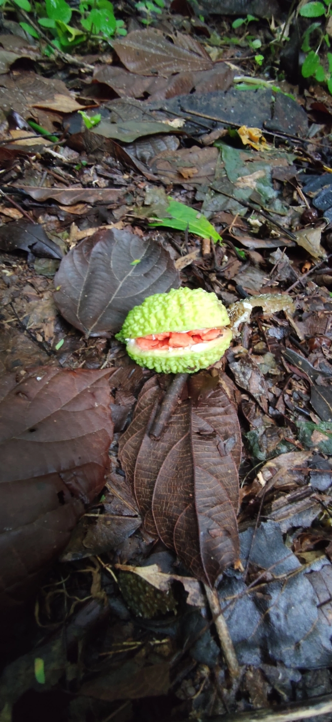 Plantas (Plantae), plantas, fotografado em Maresias, São Sebastião