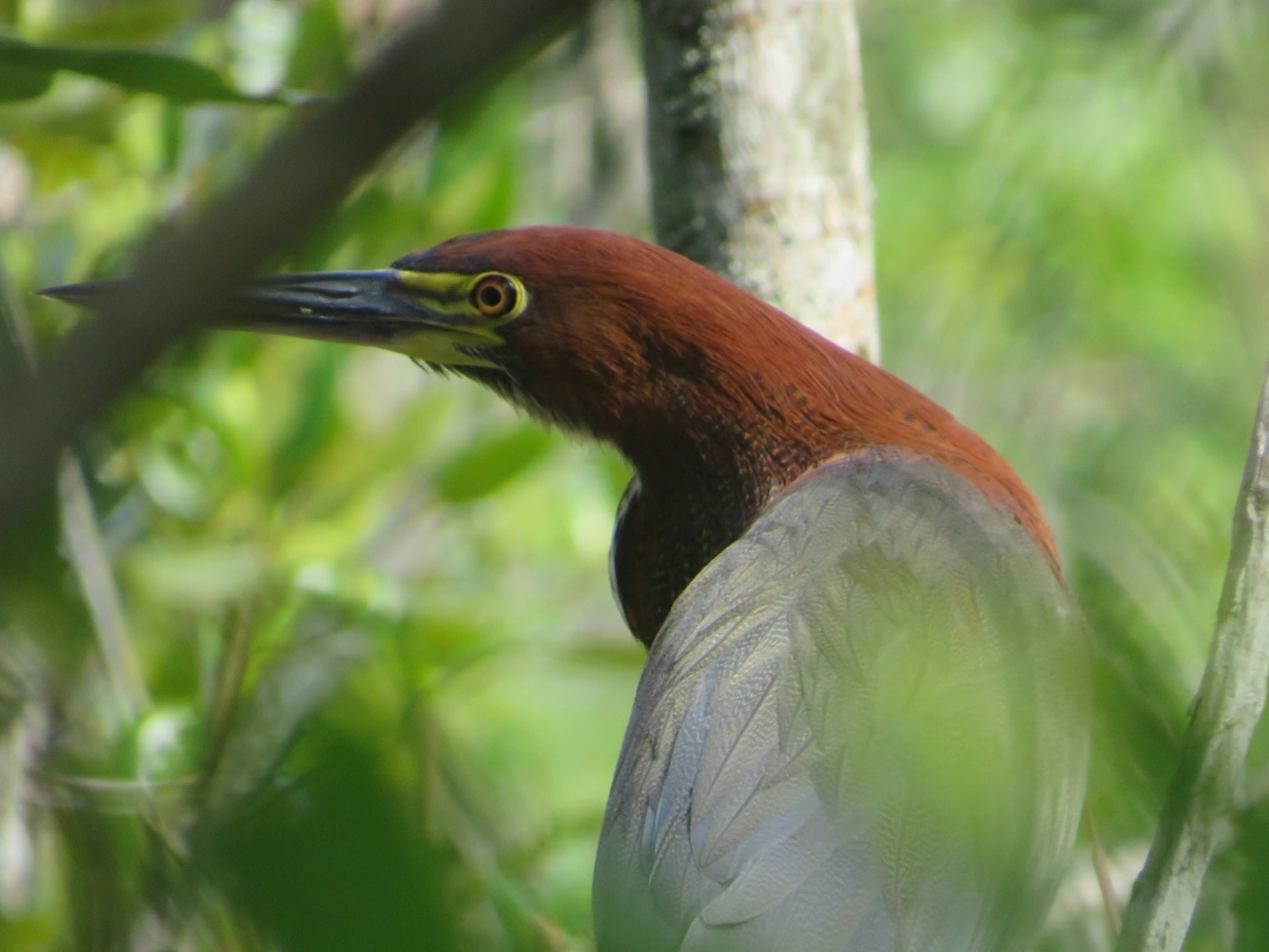 Socó-boi (Tigrisoma lineatum), aves, fotografado em Maresias, São Sebastião