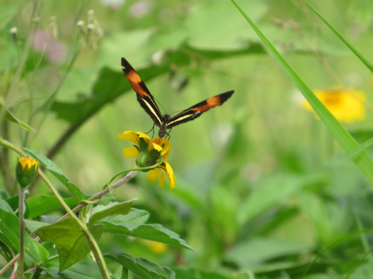 Falsa-erato (Eresia lansdorfi), insetos, fotografado em Maresias, São Sebastião