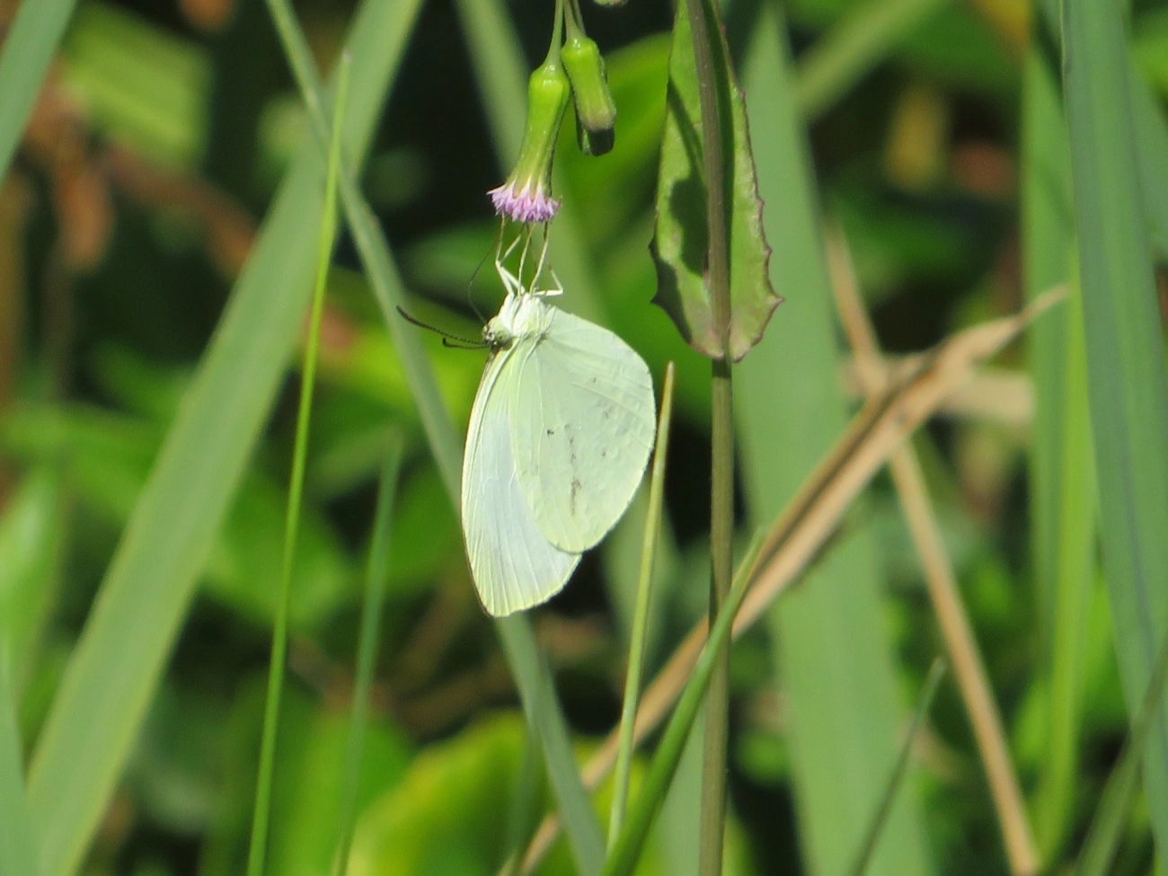 Coliadinae, insetos, fotografado em Maresias, São Sebastião