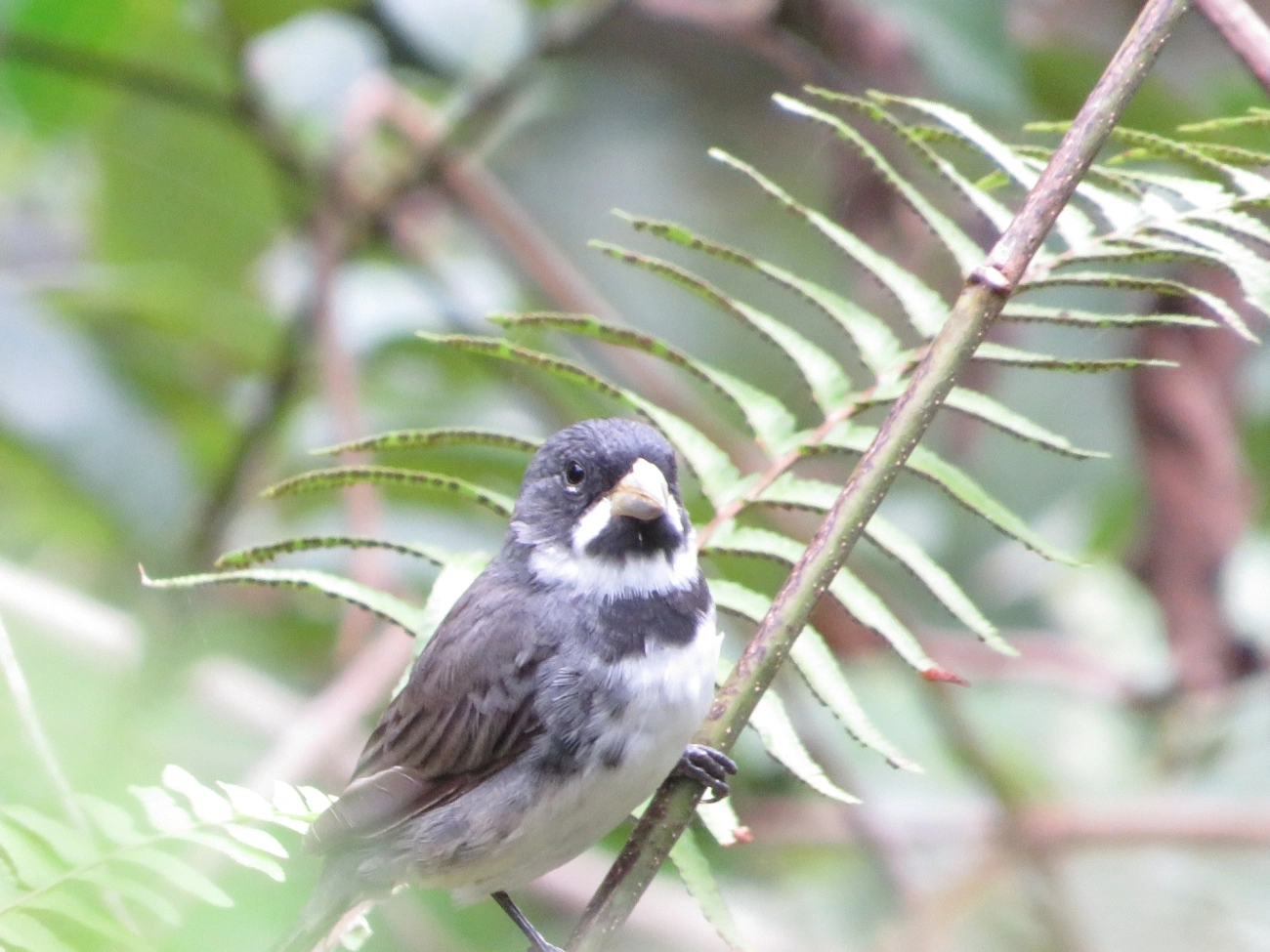 Coleirinho (Sporophila caerulescens), aves, fotografado em Maresias, São Sebastião