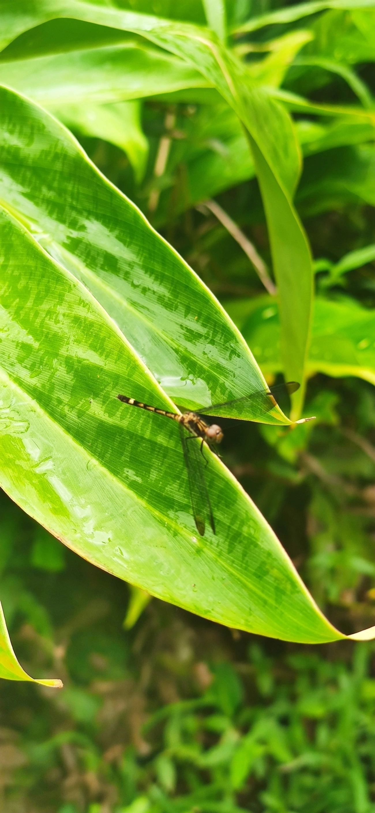 Planadora-de-asas-bandeadas (Erythrodiplax umbrata), insetos, fotografado em Maresias, São Sebastião