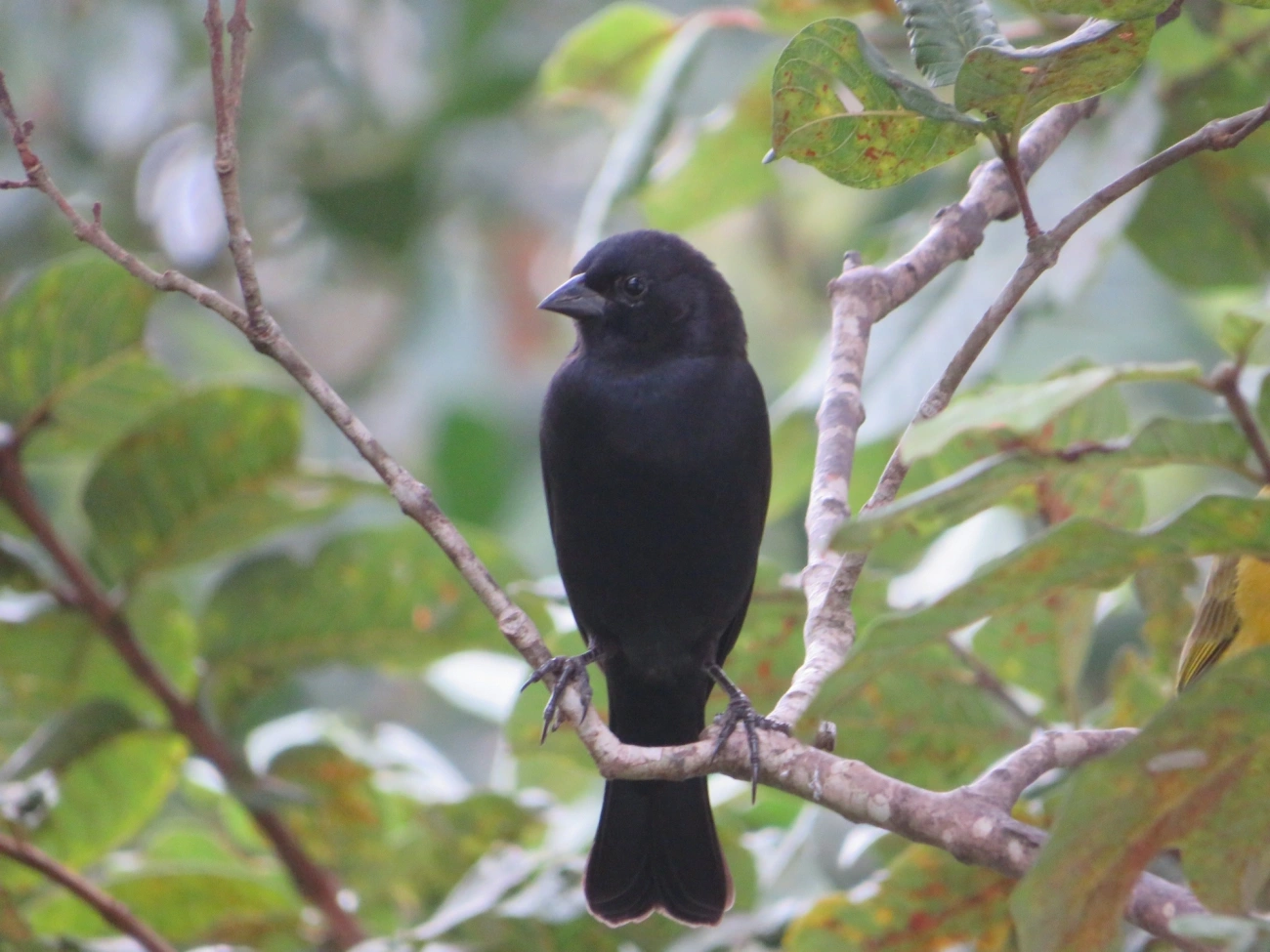 Chupim (Molothrus bonariensis), aves, fotografado em Maresias, São Sebastião