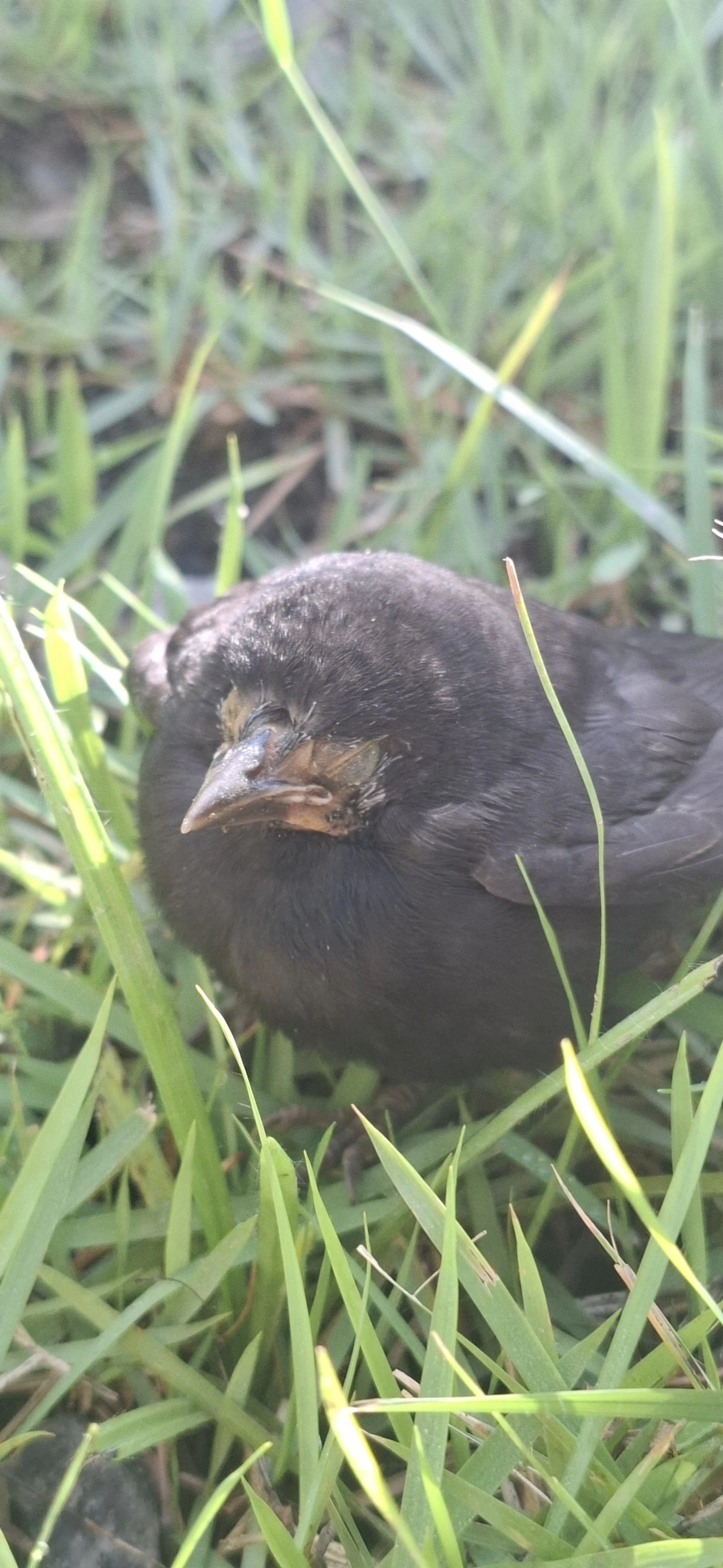 Chupim (Molothrus bonariensis), aves, fotografado em Maresias, São Sebastião