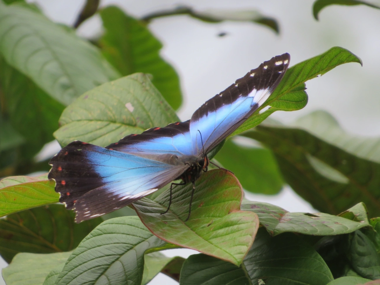 Capitão-do-mato (Morpho helenor), insetos, fotografado em Maresias, São Sebastião