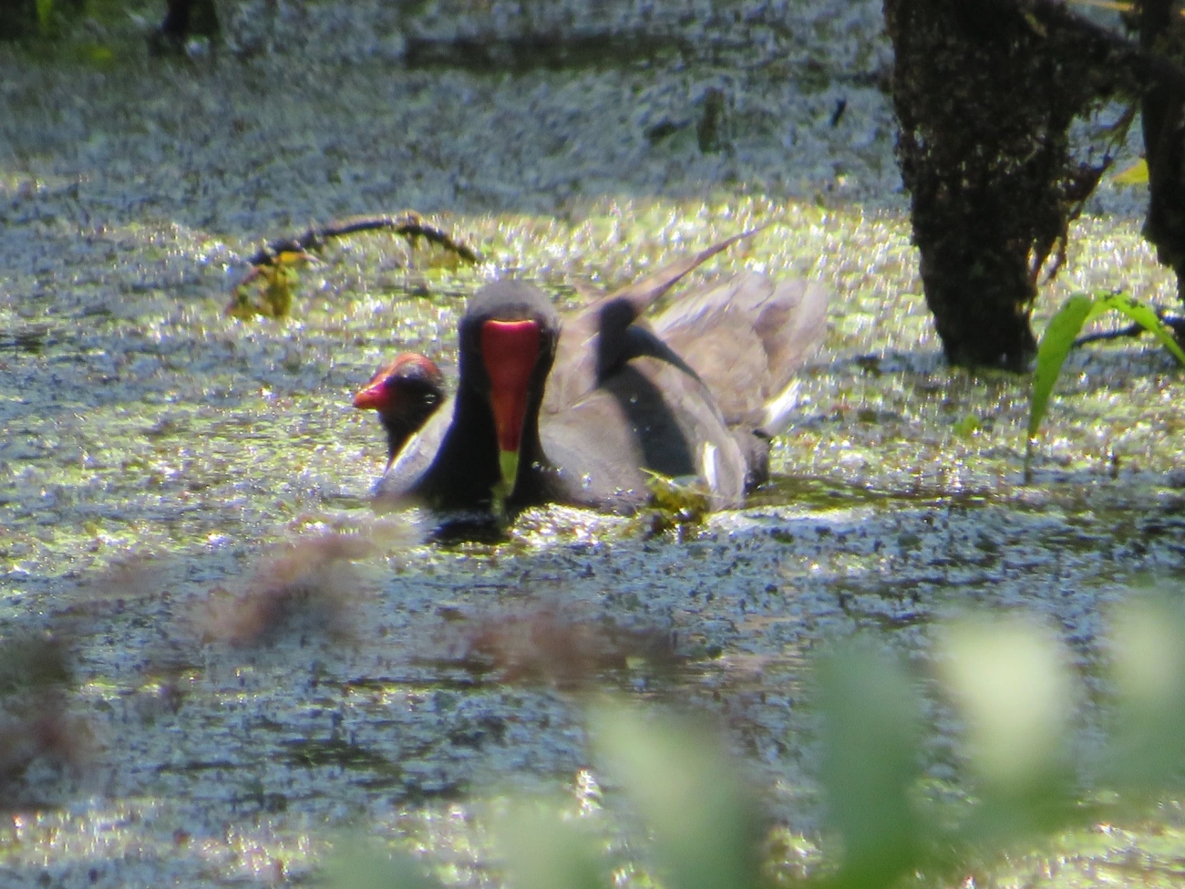 Frango-d'água-comum (Gallinula galeata), aves, fotografado em Maresias, São Sebastião