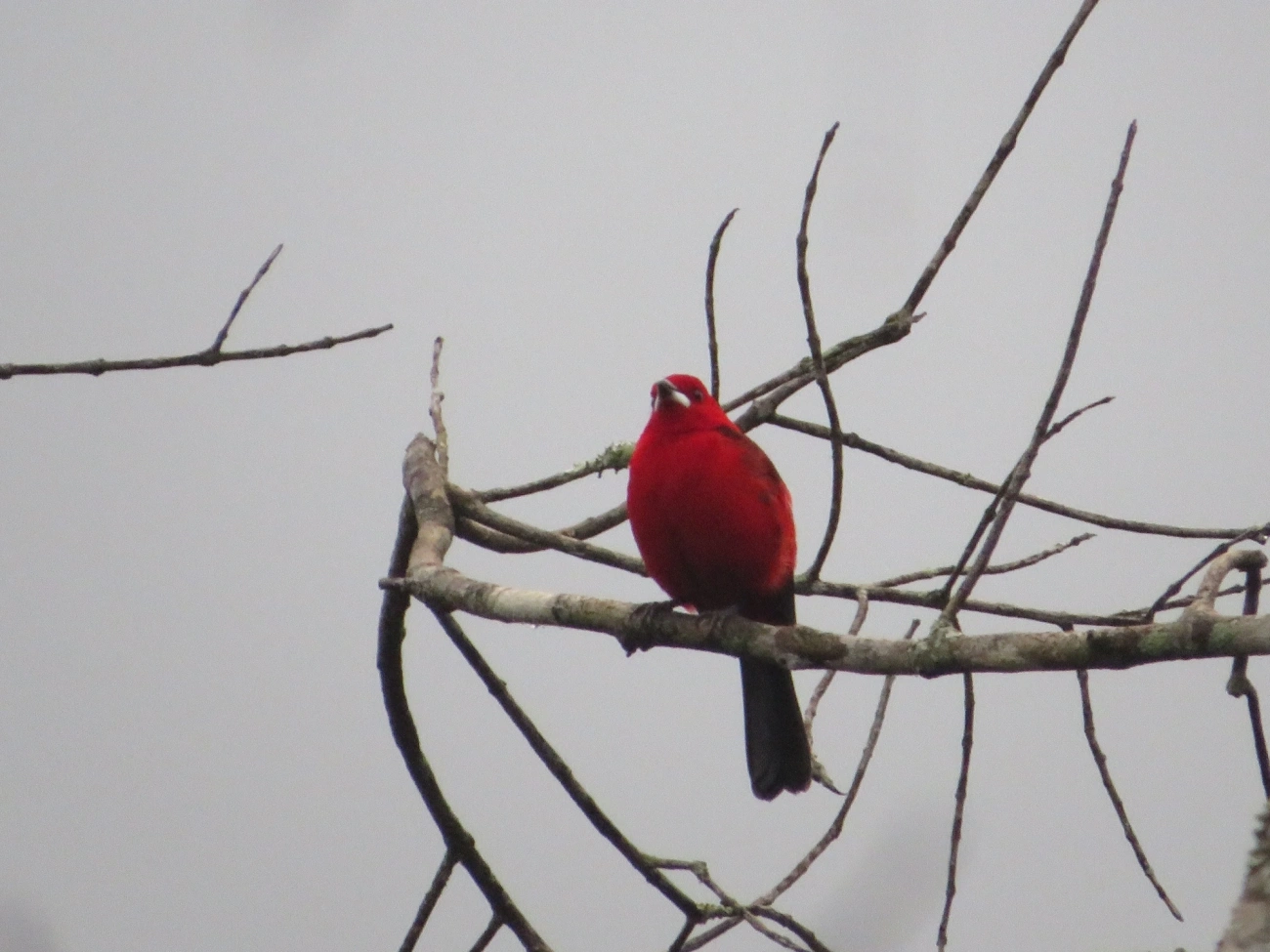 Tiê-sangue (Ramphocelus bresilius), aves, fotografado em Maresias, São Sebastião
