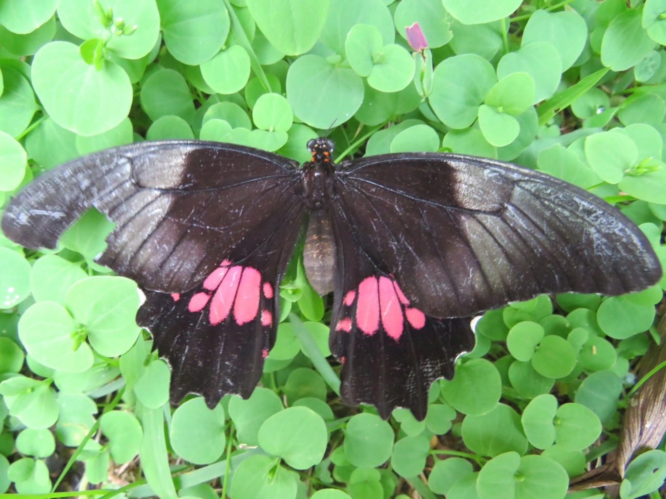 Rosa-de-luto (Heraclides anchisiades), insetos, fotografado em Maresias, São Sebastião