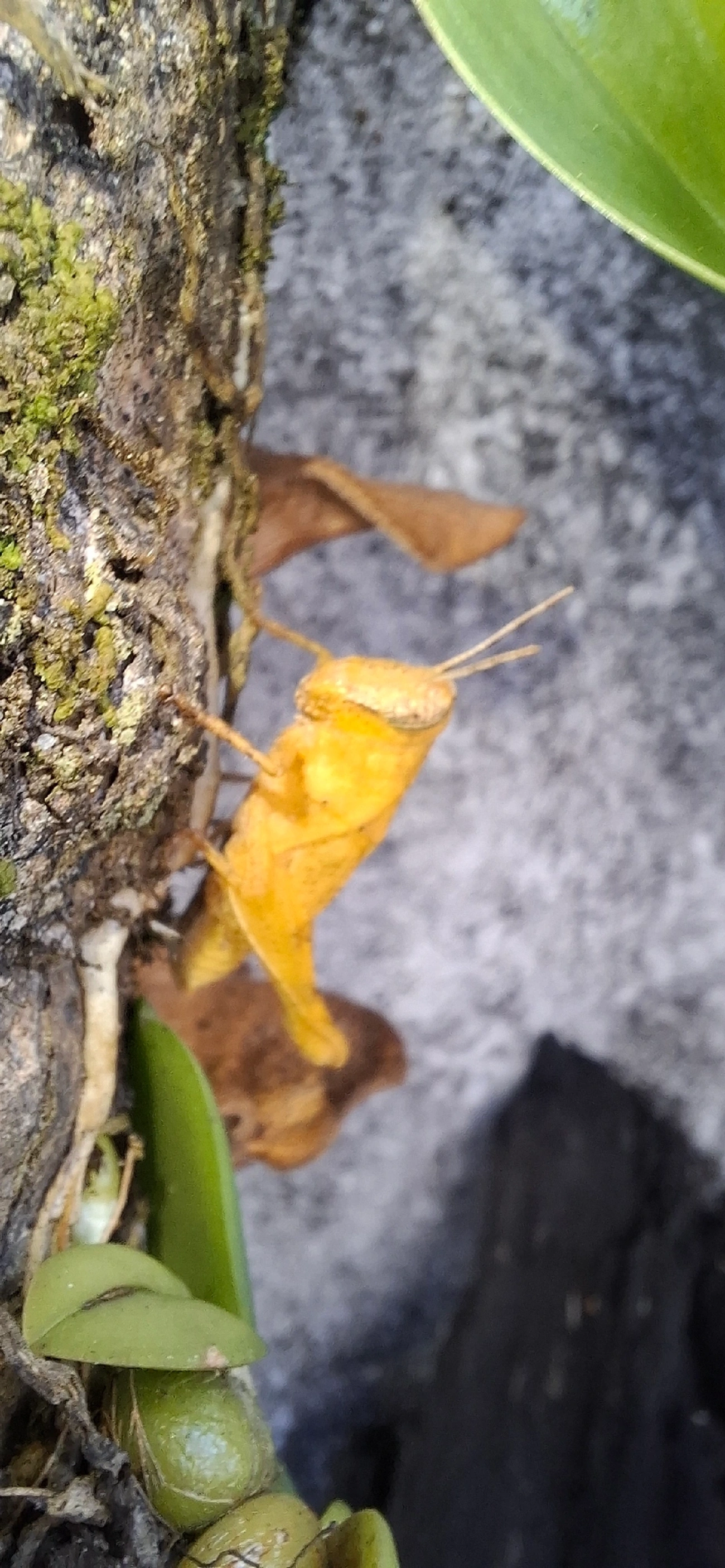 Abracrini, insetos, fotografado em Maresias, São Sebastião