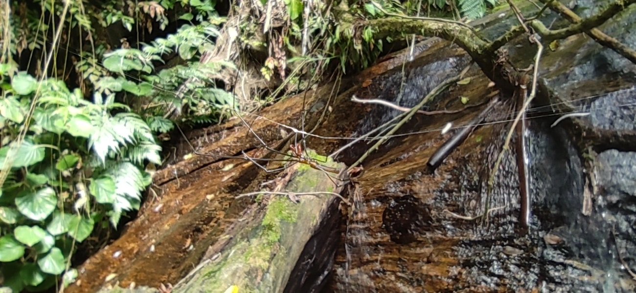 Aranhas-dos-Juncos (Tetragnatha), aracnídeos, fotografado em Maresias, São Sebastião