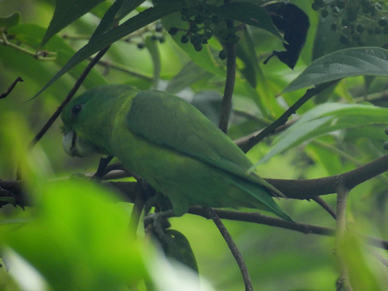 Tuim (Forpus xanthopterygius), aves, fotografado em Bonete, Ilhabela