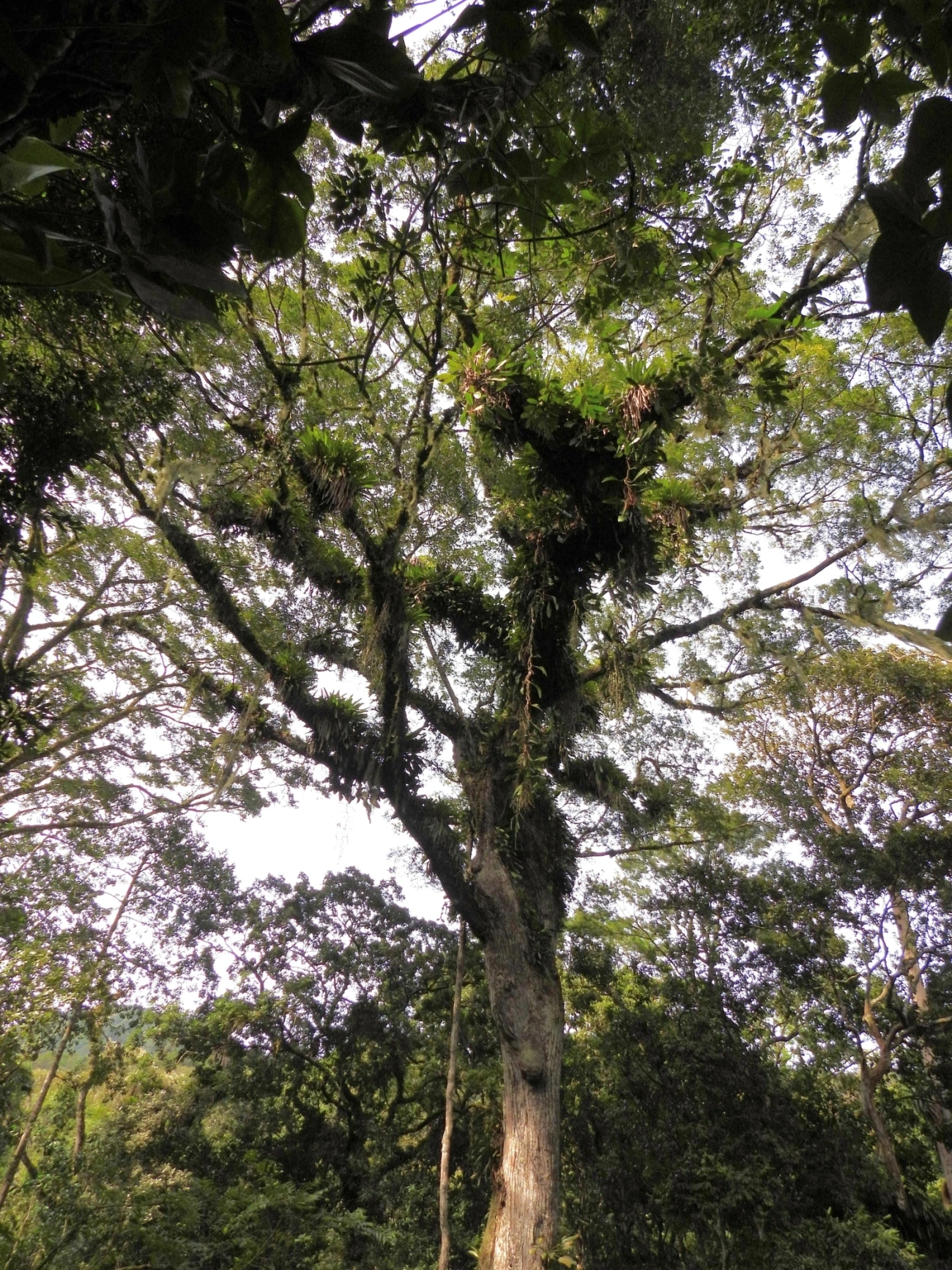 Jequitibá-rosa (Cariniana legalis), plantas, fotografado em São Sebastião