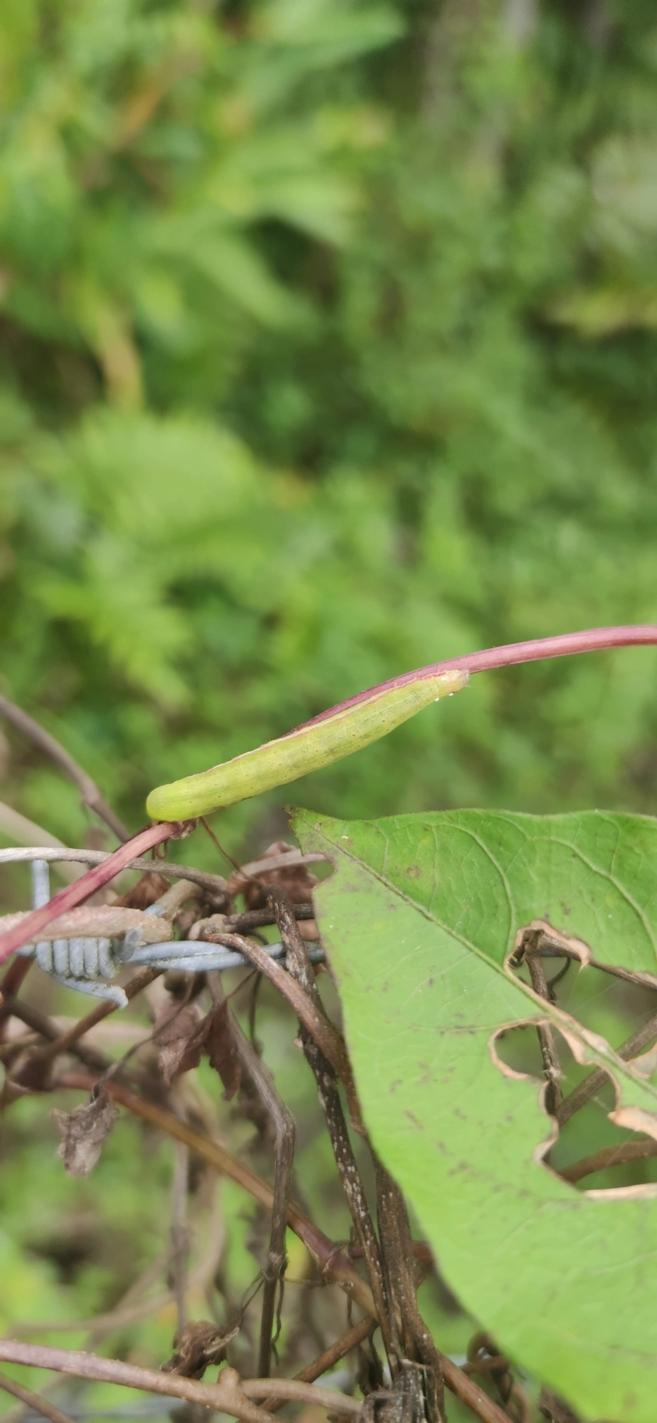 Borboletas e traças (Lepidoptera), insetos, fotografado em Maresias, São Sebastião
