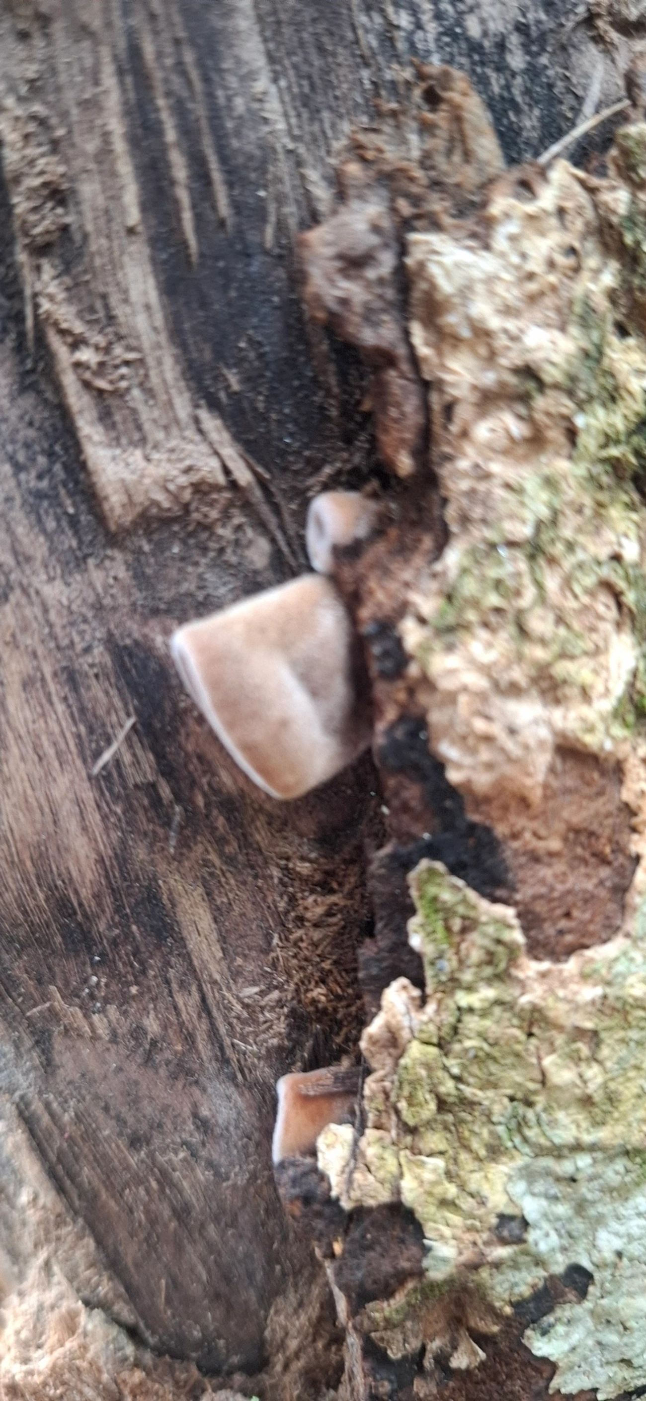 Auricularia, fungos, fotografado em São Sebastião