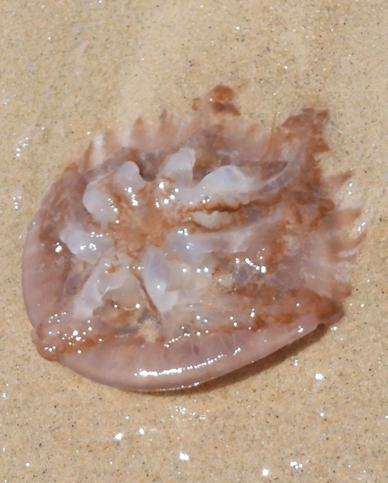 Água-viva-mármore (Lychnorhiza lucerna), cnidários, fotografado em Maresias, São Sebastião