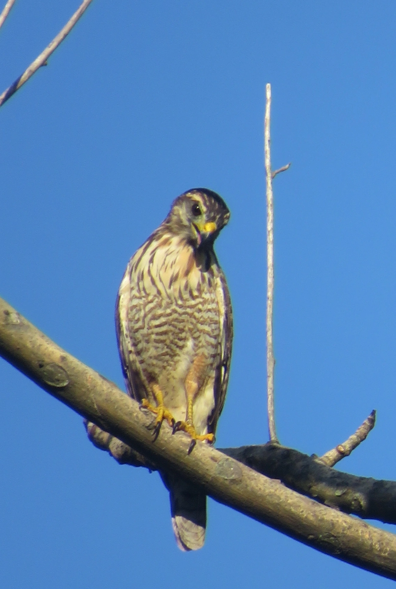 Gavião-carijó (Rupornis magnirostris), aves, fotografado em Maresias, São Sebastião