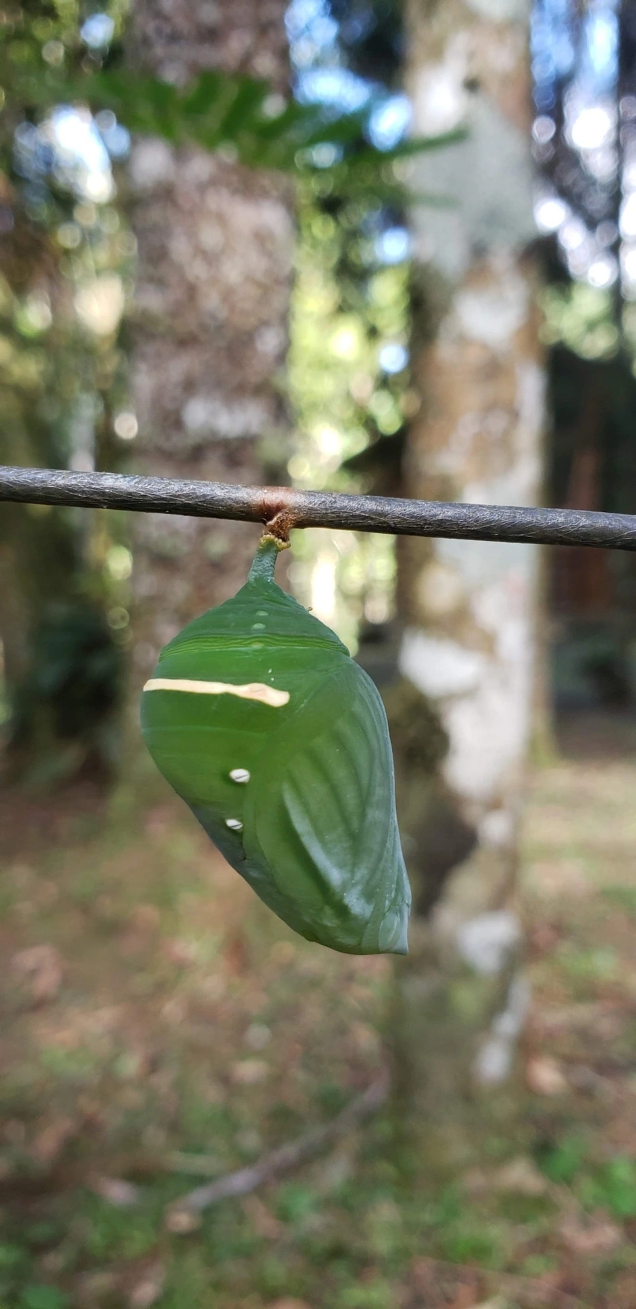 Borboleta-seda-azul (Morpho anaxibia), insetos, fotografado em Itatiaia