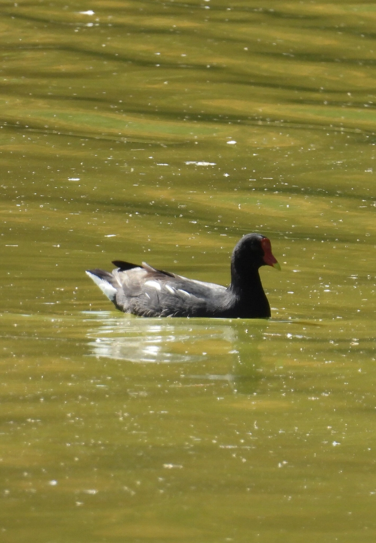 Frango-d'água-comum (Gallinula galeata), aves, fotografado em Santa Branca