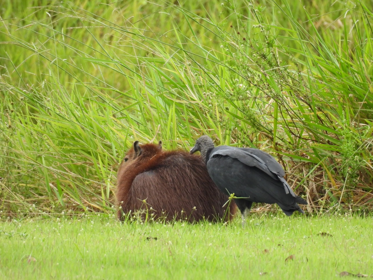 Urubu-de-cabeça-preta (Coragyps atratus), aves, fotografado em Indaiá, Caraguatatuba