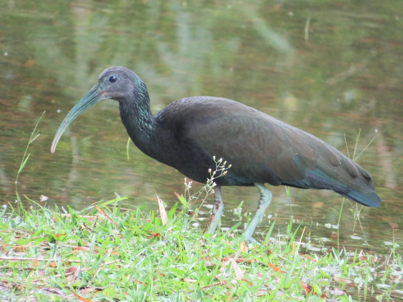 Coró-coró (Mesembrinibis cayennensis), aves, fotografado em Maresias, São Sebastião