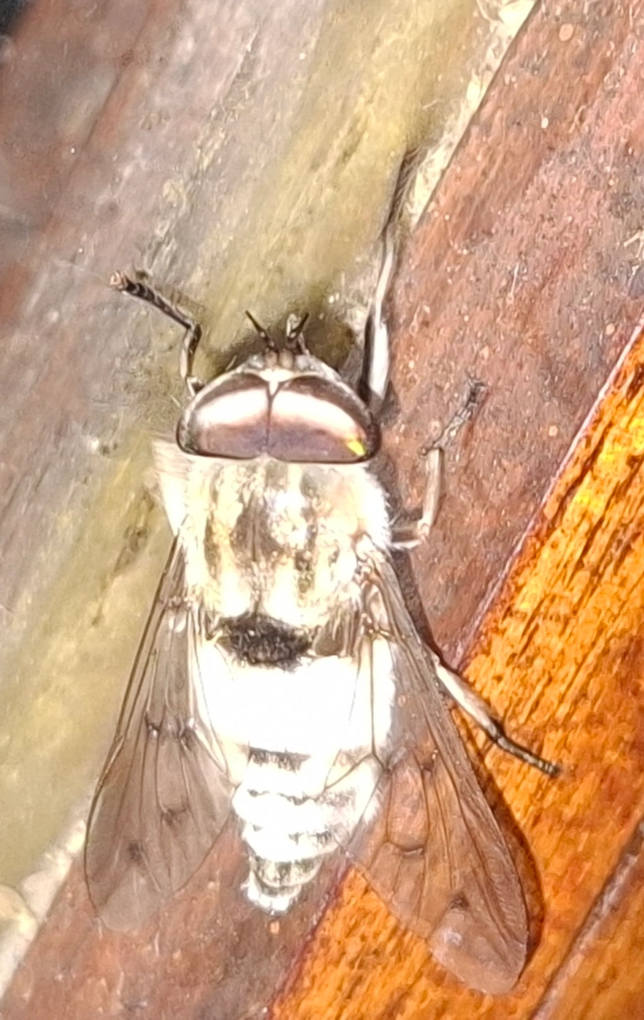 Tabaninae, insetos, fotografado em Queluz