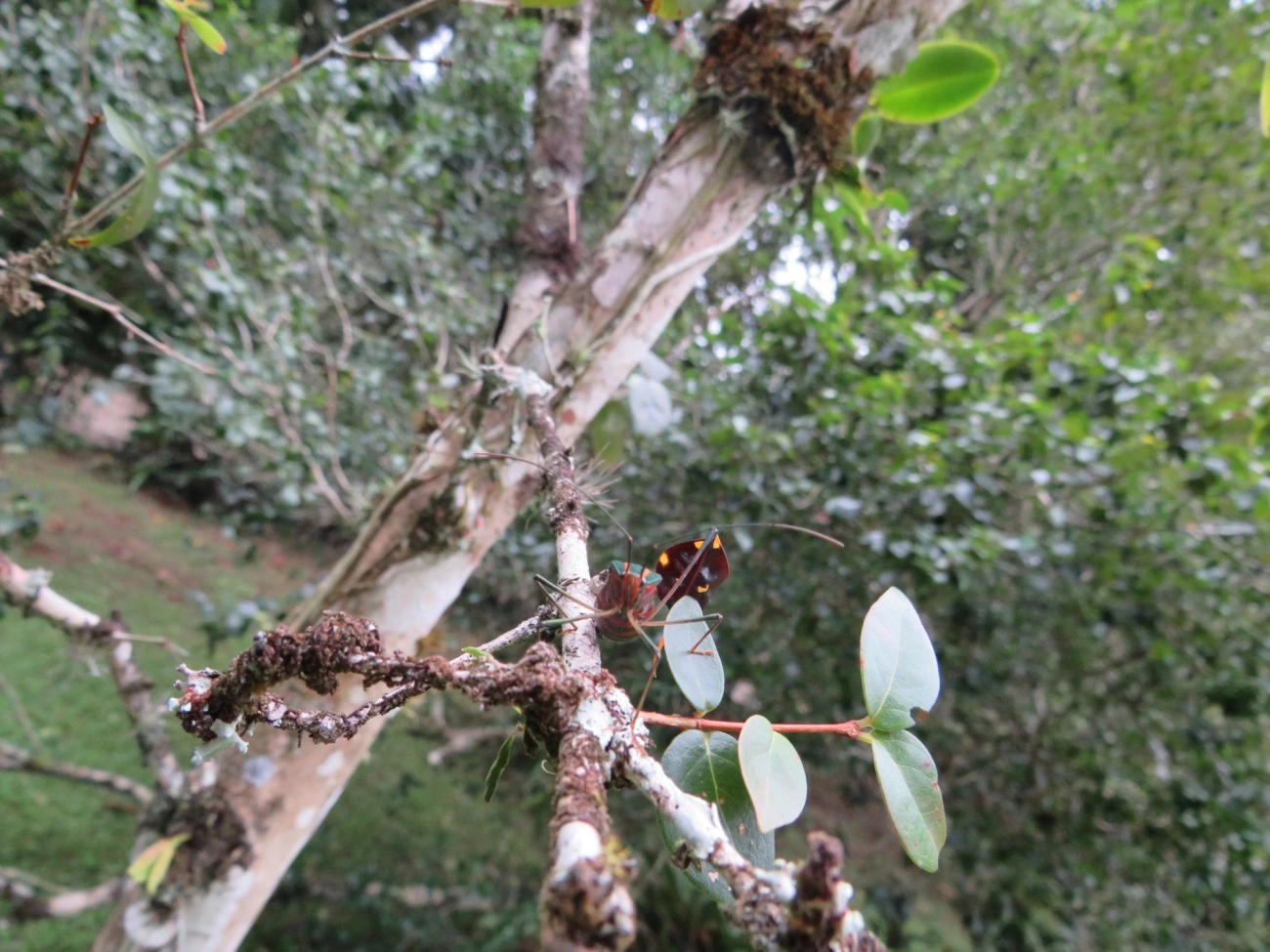 Percevejo-do-maracujá (Diactor bilineatus), insetos, fotografado em Maresias, São Sebastião