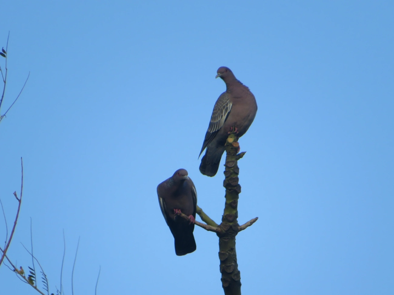Asa-branca (Patagioenas picazuro), aves, fotografado em Maresias, São Sebastião