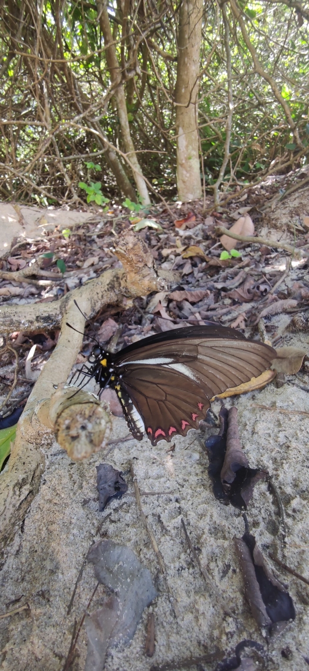Rabo-de-andorinha-crassus (Battus crassus), insetos, fotografado em Maresias, São Sebastião