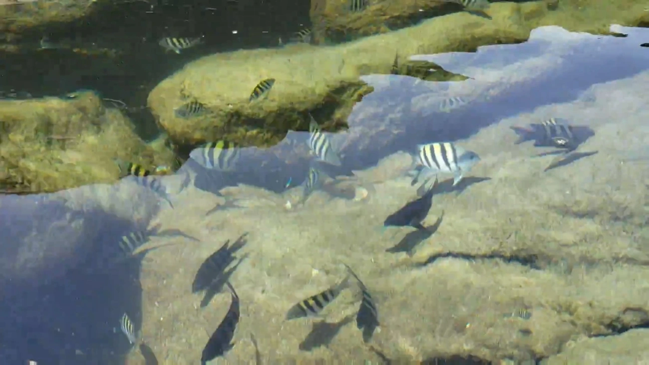 Sargentinho (Abudefduf saxatilis), peixes, fotografado em Calhetas, São Sebastião