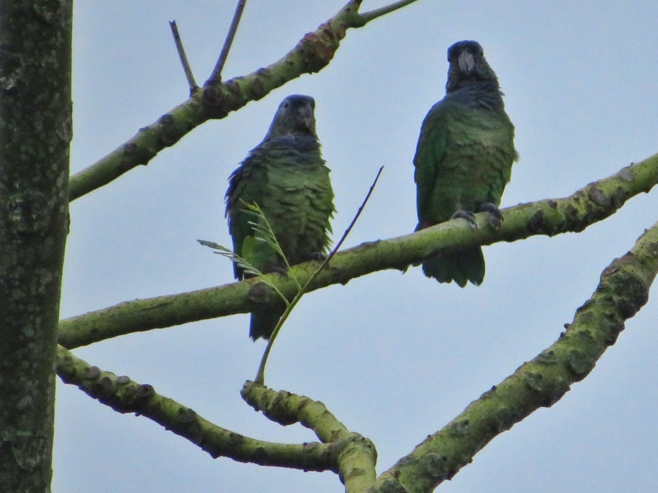 Maitaca-verde (Pionus maximiliani), aves, fotografado em Maresias, São Sebastião
