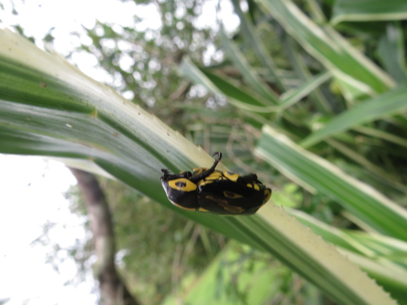 Besouro-da-Roseira (Rutela lineola), insetos, fotografado em Maresias, São Sebastião