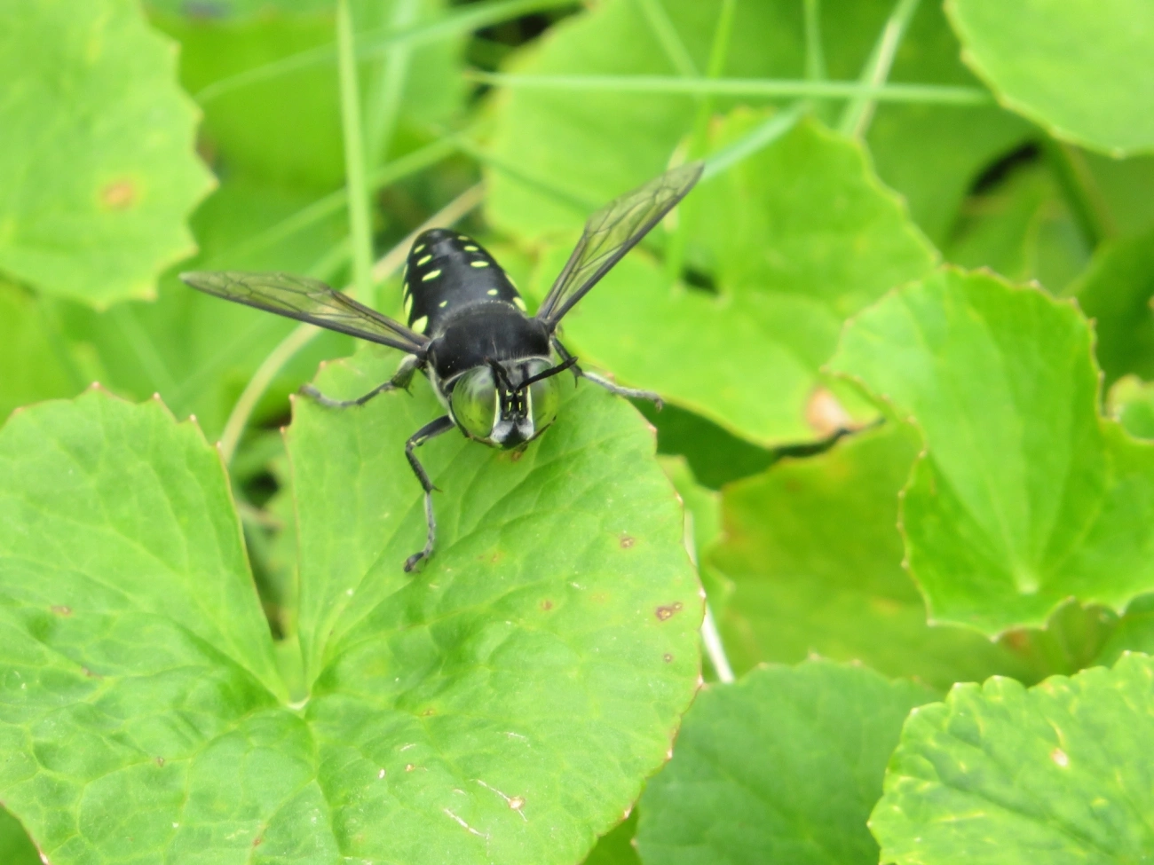 Stictia punctata, insetos, fotografado em Maresias, São Sebastião