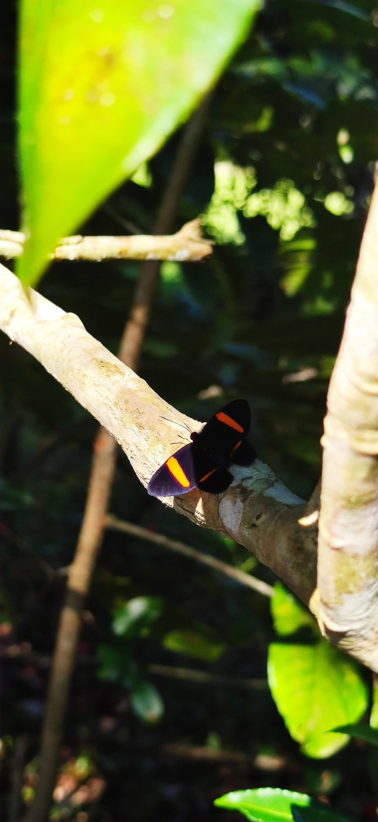 Panara jarbas, insetos, fotografado em Maresias, São Sebastião