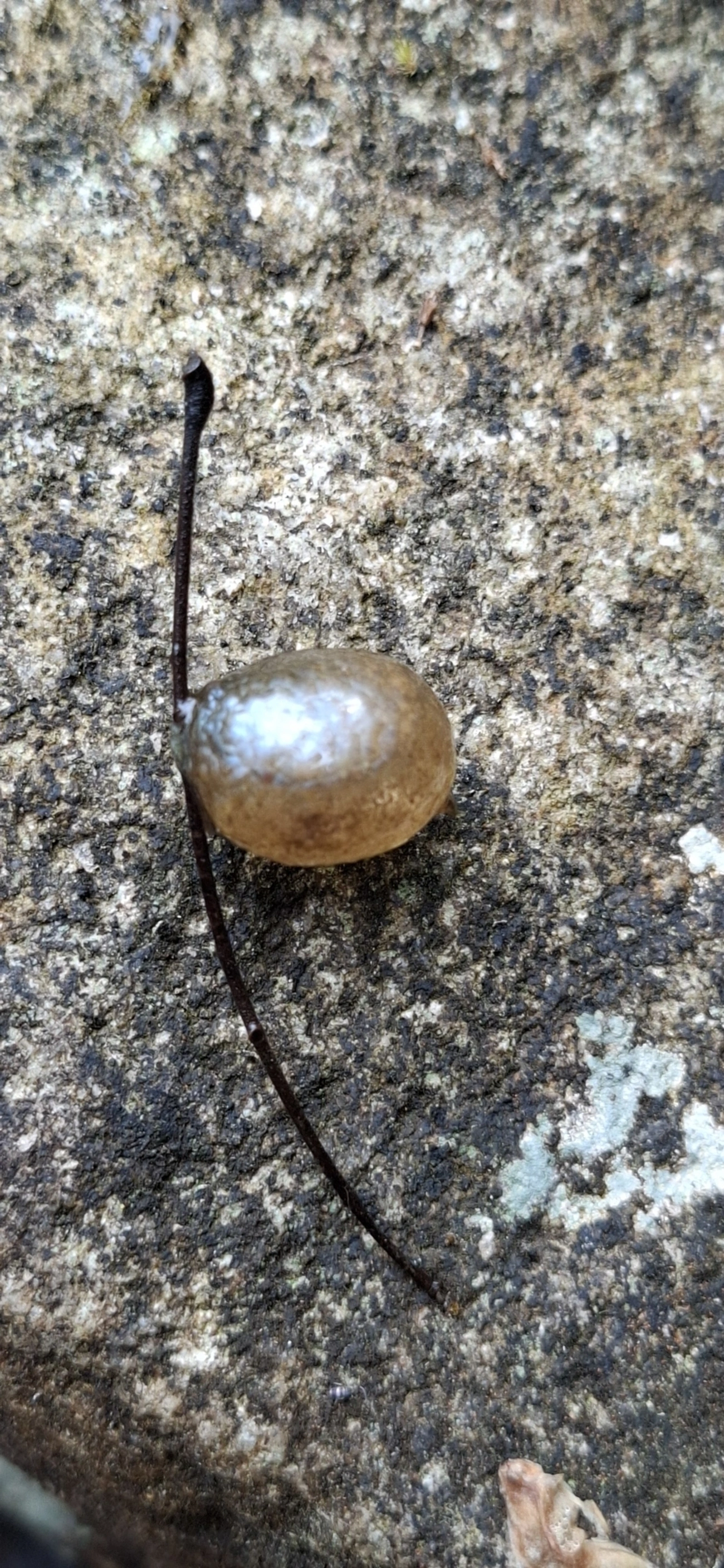 Simpulopsis, moluscos, fotografado em Itamonte