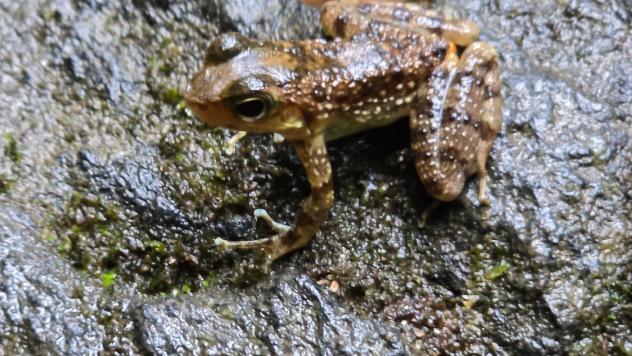 Rã-de-corredeira (Hylodes asper), anfíbios, fotografado em Boiçucanga, São Sebastião
