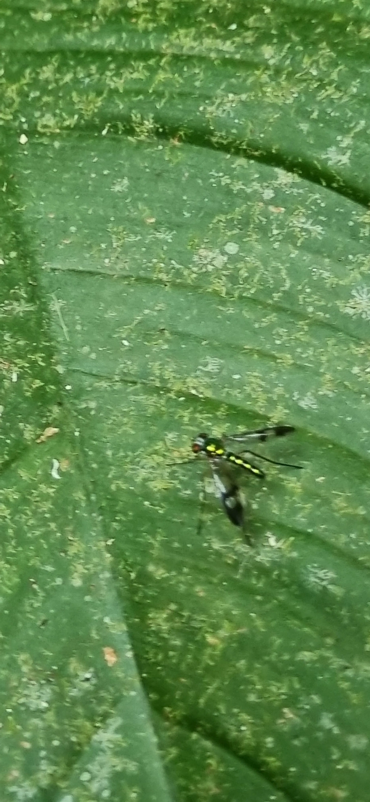 Moscas-de-pernas-longas (Condylostylus), insetos, fotografado em Paúba, São Sebastião