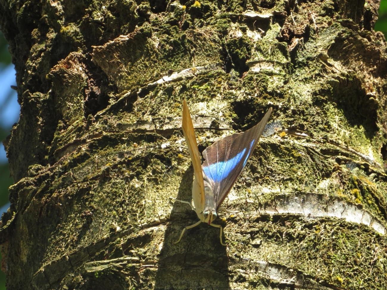 Prepona-de-um-ponto (Archaeoprepona demophon), insetos, fotografado em Maresias, São Sebastião