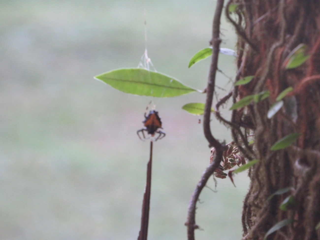 Verrucosa meridionalis, aracnídeos, fotografado em Maresias, São Sebastião