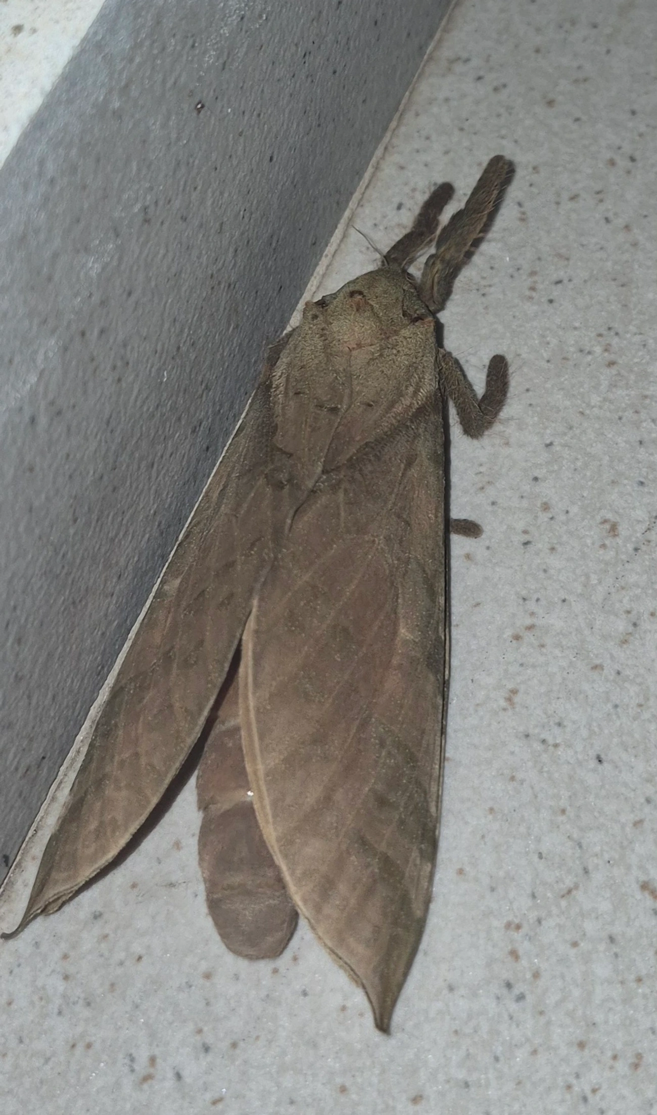 Mariposa-fantasma (Trichophassus giganteus), insetos, fotografado em Maresias, São Sebastião