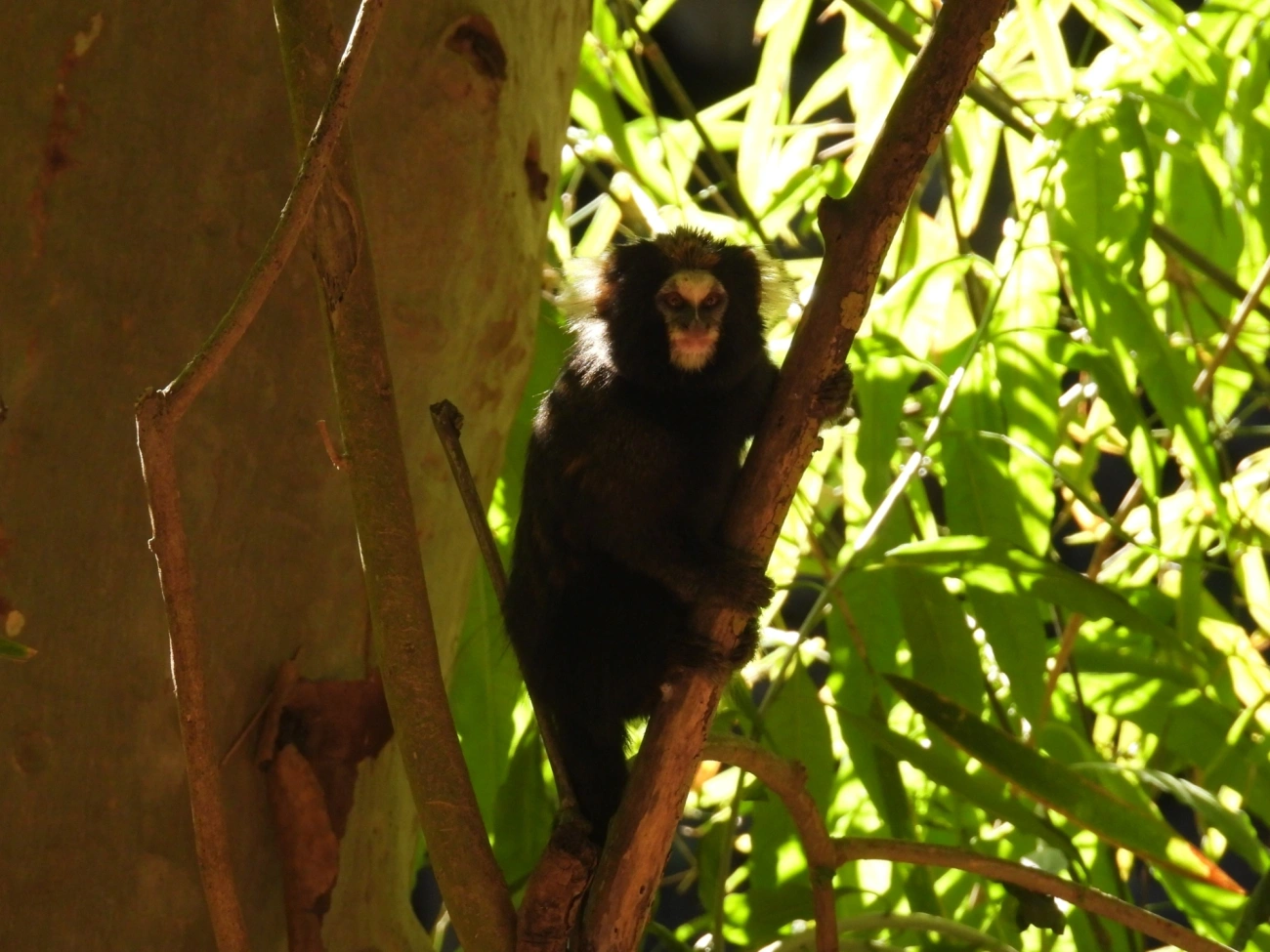 Sagui-da-serra-escuro (Callithrix aurita), mamíferos, fotografado em São Sebastião