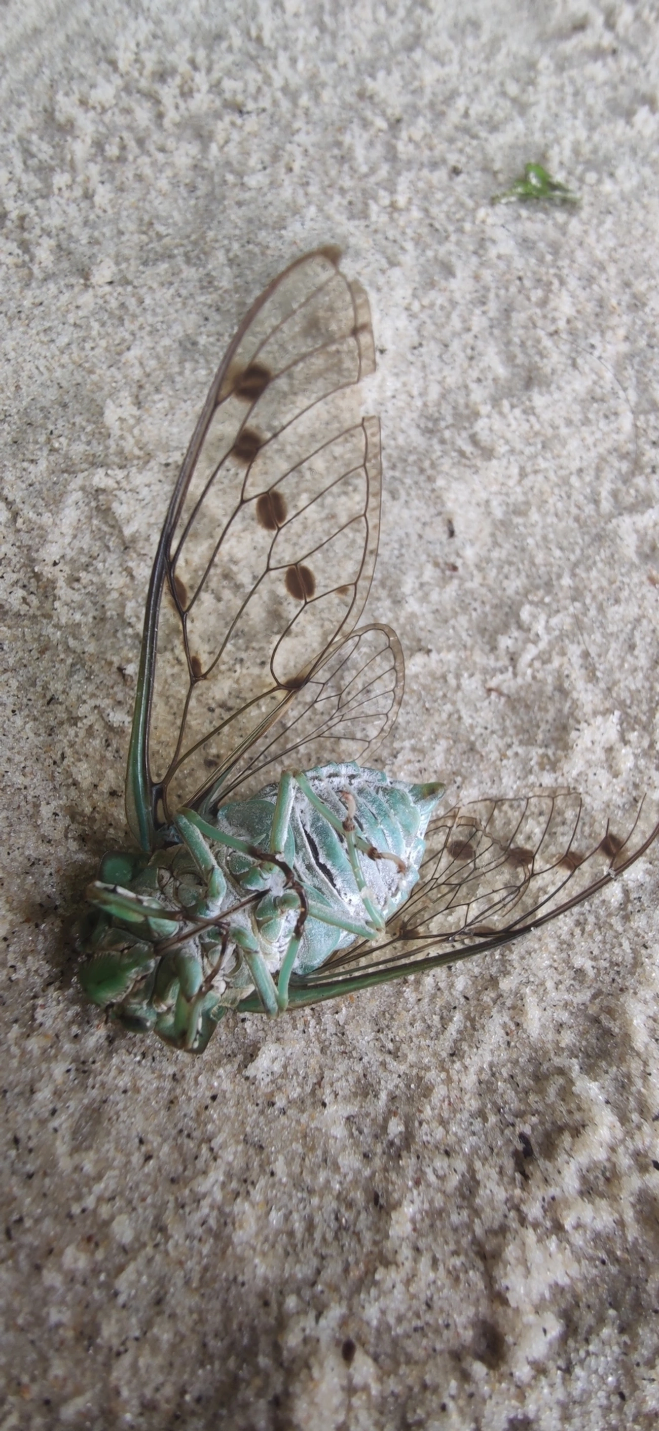 Cigarra-verde (Zammara tympanum), insetos, fotografado em Maresias, São Sebastião