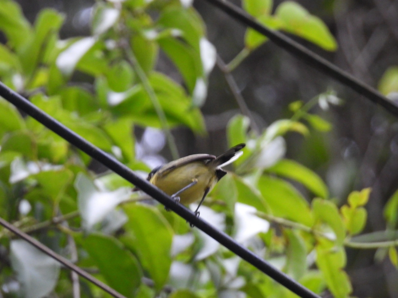 Ferreirinho-relógio (Todirostrum cinereum), aves, fotografado em Maresias, São Sebastião