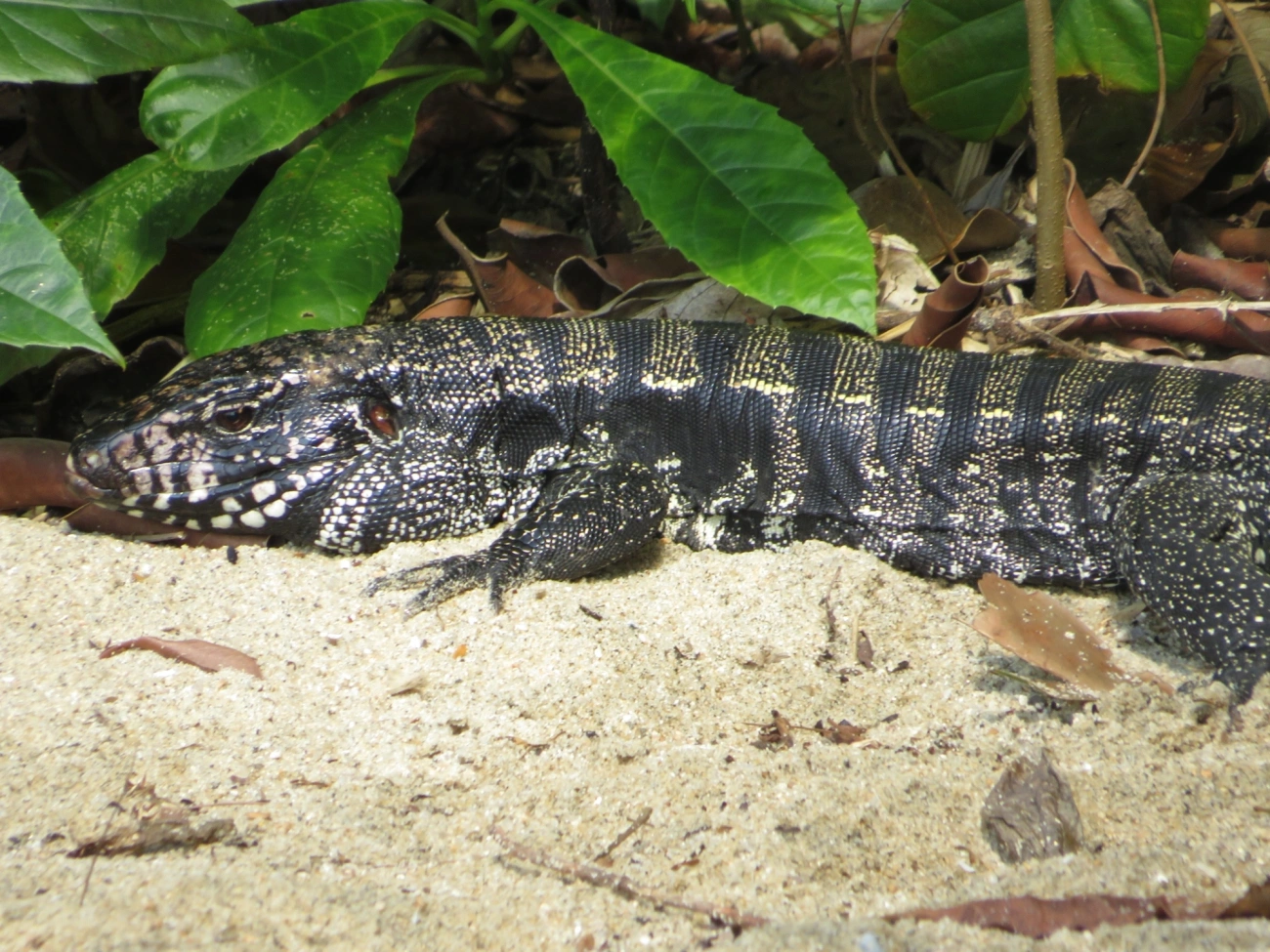 Teiú (Salvator merianae), répteis, fotografado em Mocóca