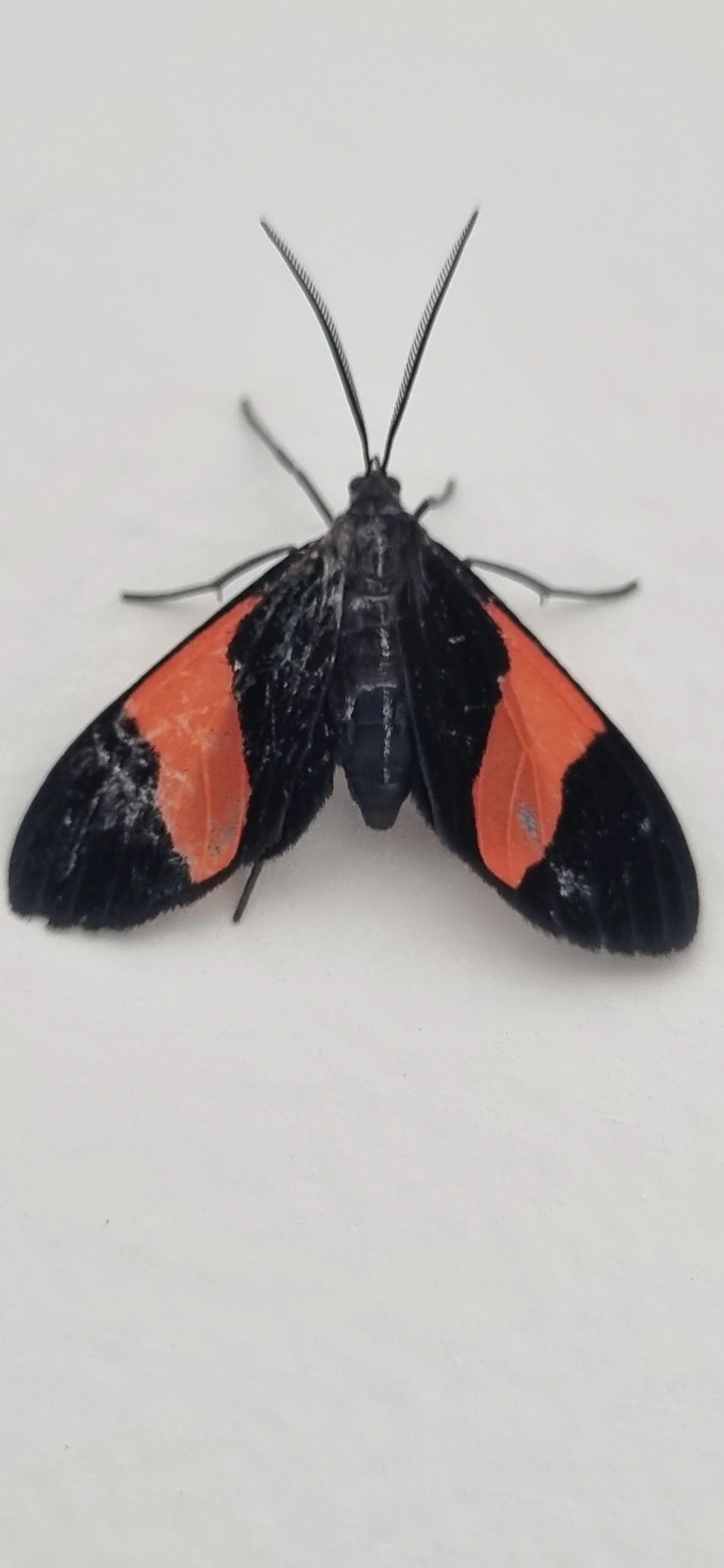 Callopepla emarginata, insetos, fotografado em Maresias, São Sebastião