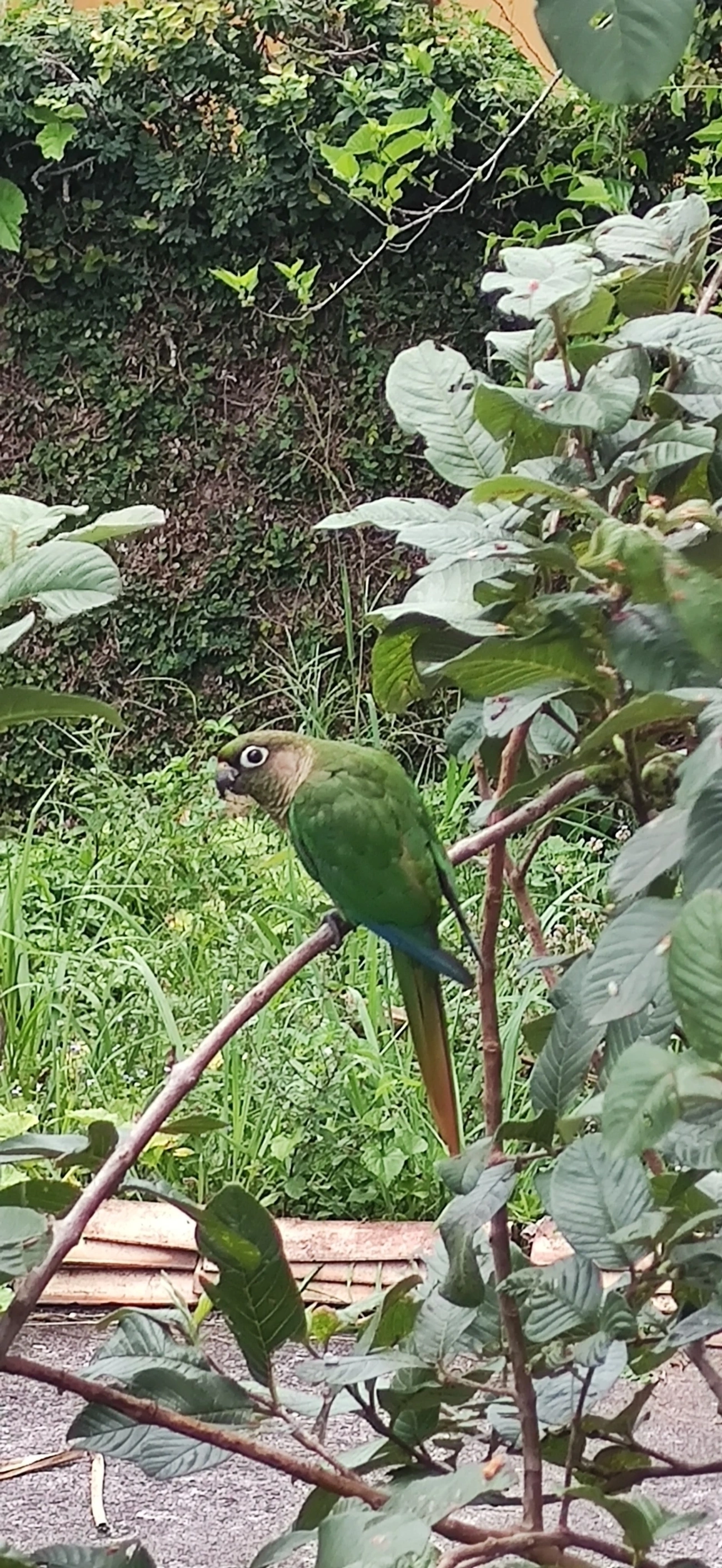 Tiriba-de-testa-vermelha (Pyrrhura frontalis), aves, fotografado em Maresias, São Sebastião