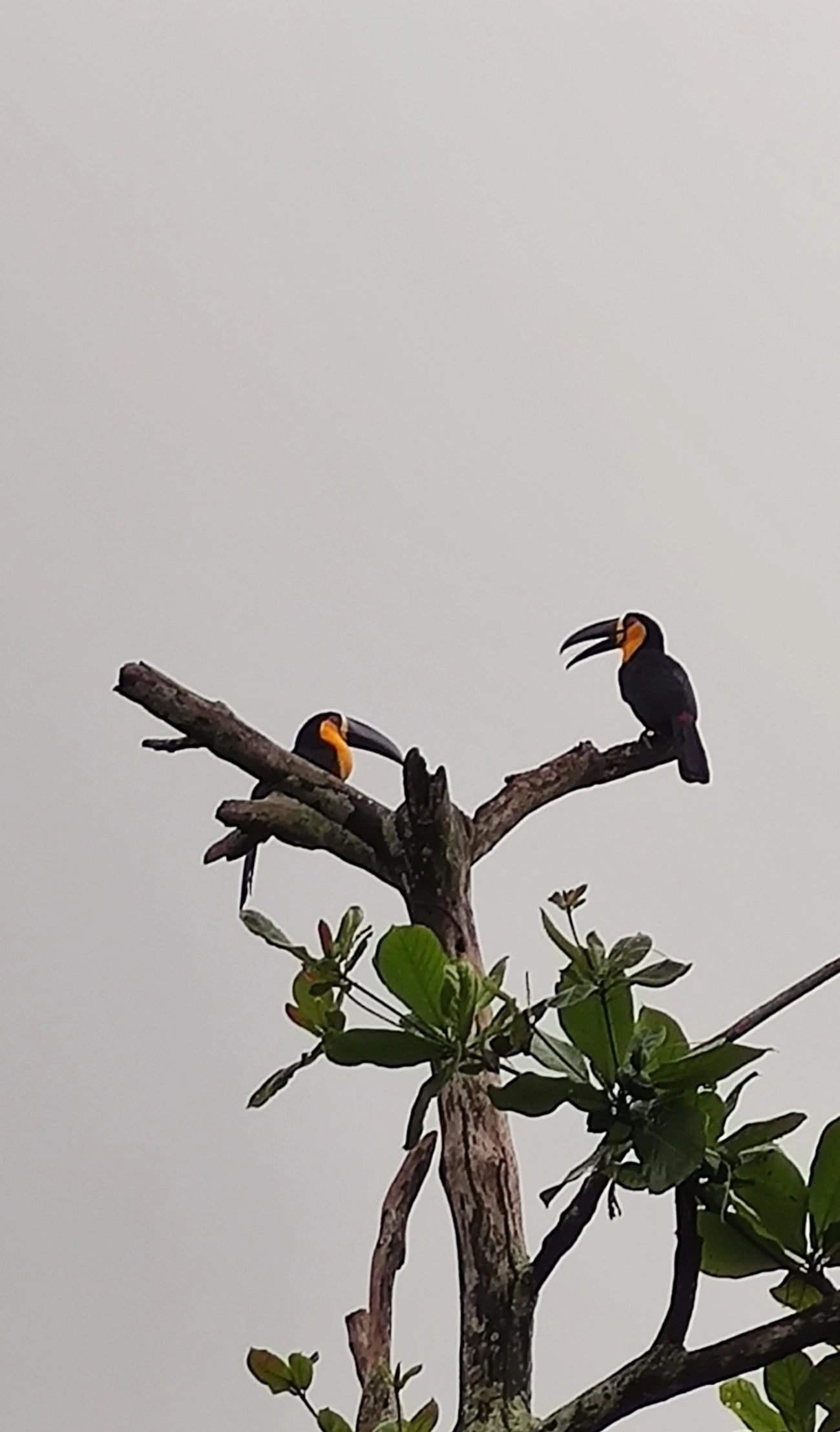 Tucano-de-ariel (Ramphastos vitellinus), aves, fotografado em São Paulo