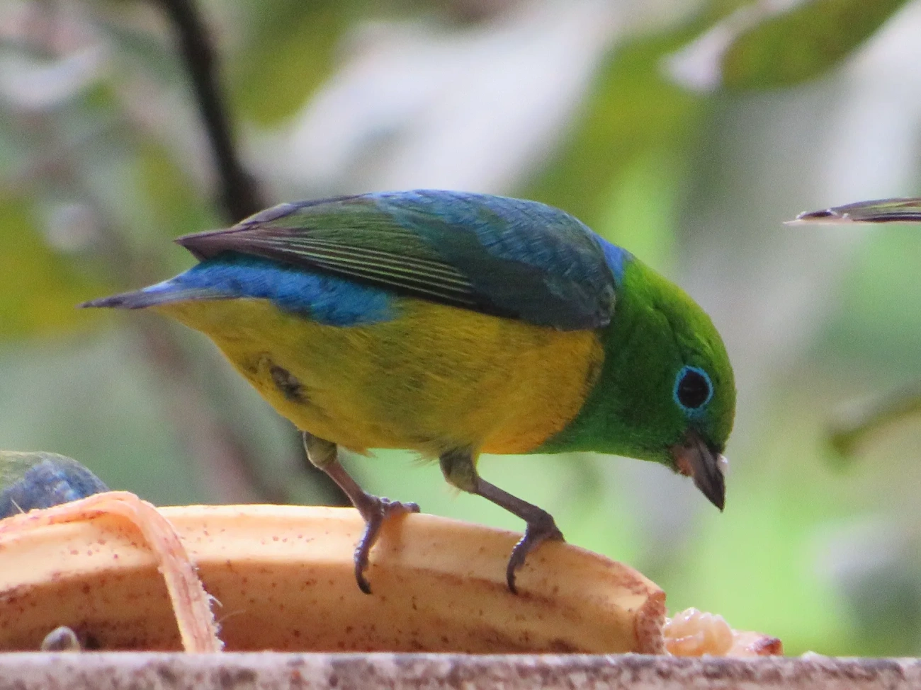 Gaturamo-bandeira (Chlorophonia cyanea), aves, fotografado em Maresias, São Sebastião