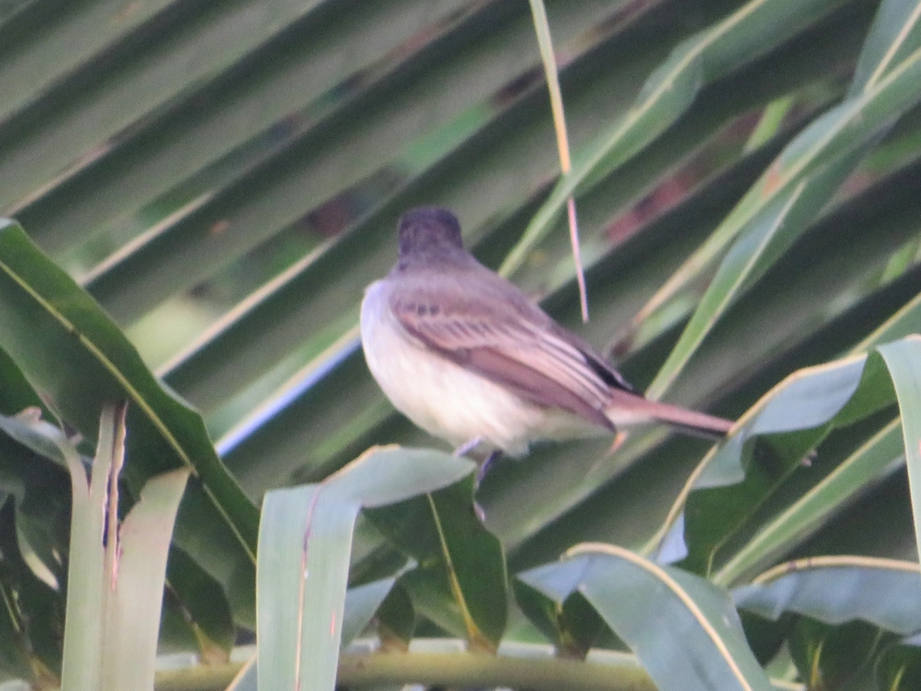 Irré (Myiarchus swainsoni), aves, fotografado em Maresias, São Sebastião