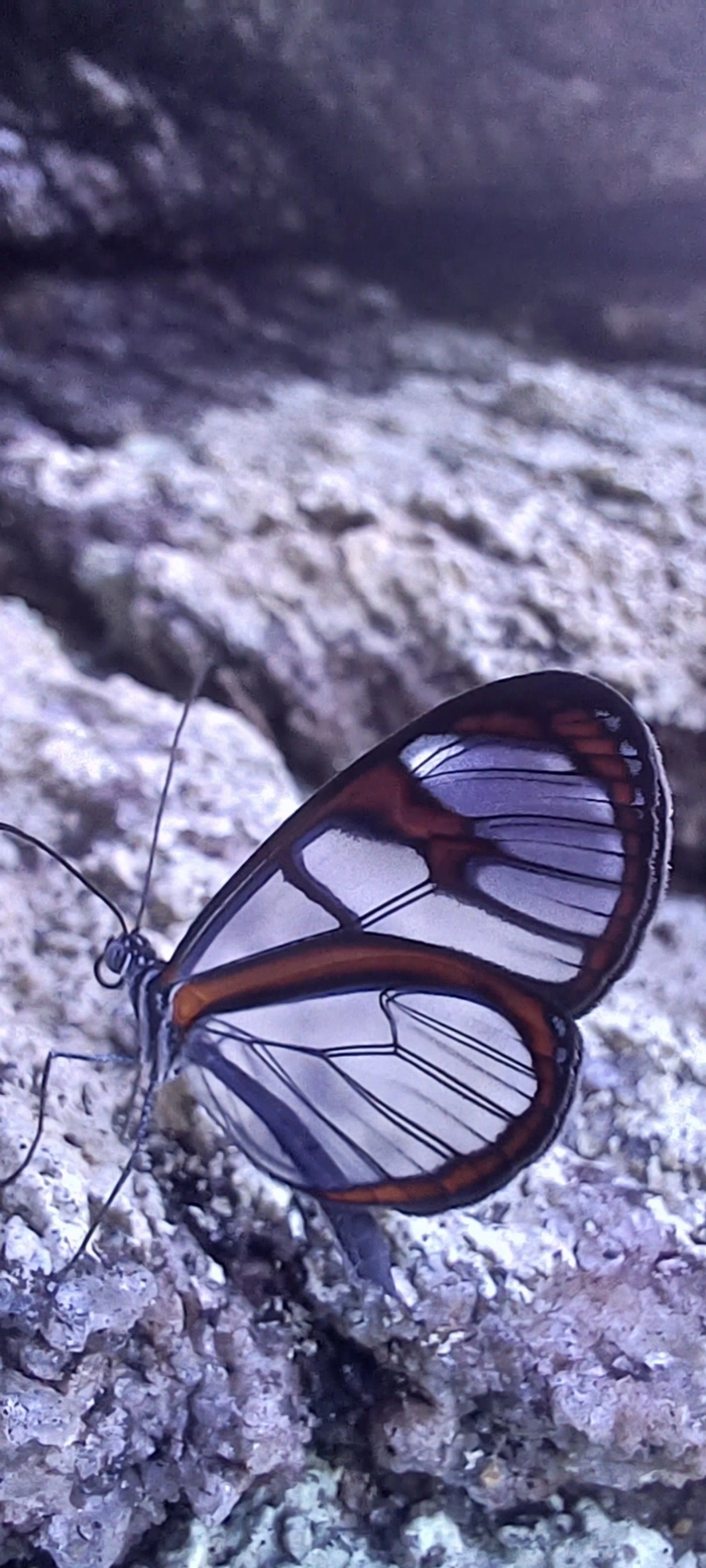 Asas-de-Vidro e Afins (Ithomiini), insetos, fotografado em Maresias, São Sebastião